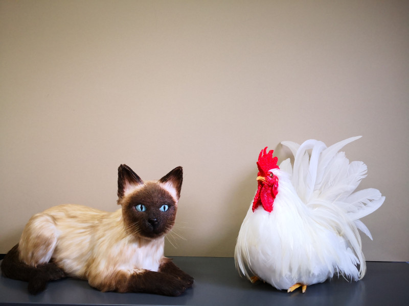 photo-หุ่นจำลองไก่และแมว
